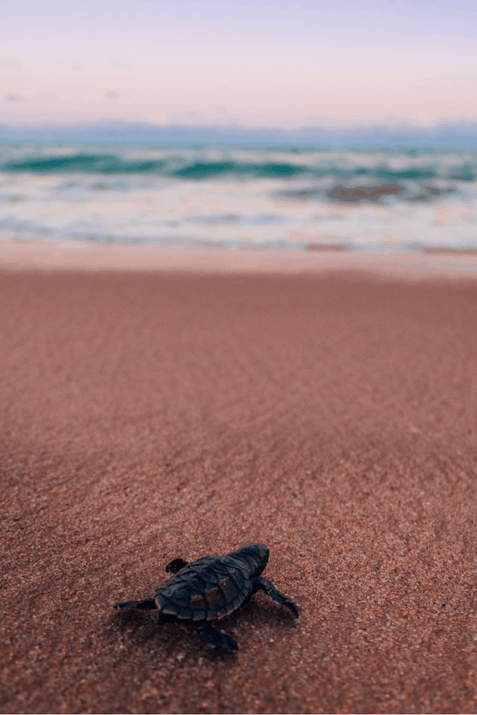 La tartaruga Caretta caretta tra Terracina e il Circeo: le ultime novità